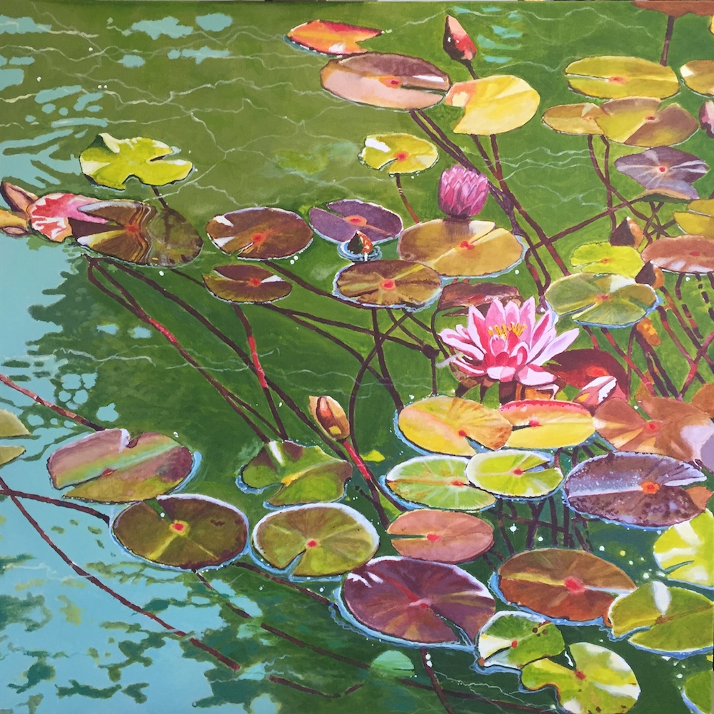 Dick Millott's water lilies