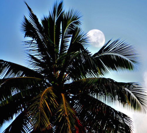 Fiji workshop with Mark Waller.  Paint in Paradise with Paradise Courses.