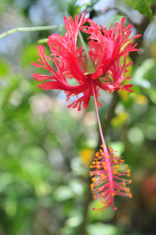 Fiji workshop with Mark Waller.  Paint in Paradise with Paradise Courses.
