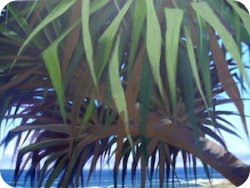 free painting lesson, how to paint a beach landscape