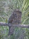 Tawny Frogmouth