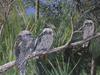 Tawny Frogmouths